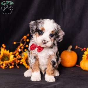 Rodger, Mini Bernedoodle Puppy